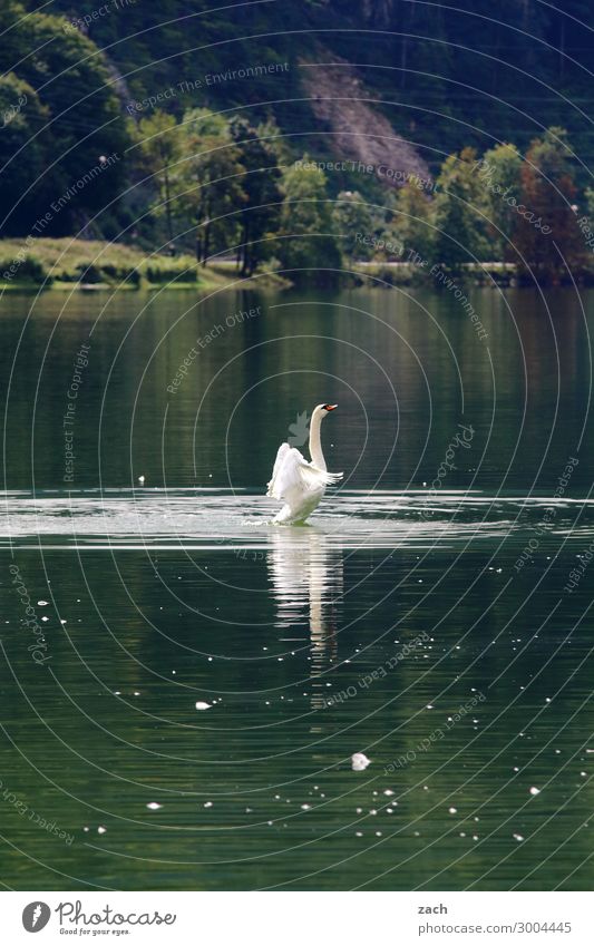 rising Nature Water Plant Tree Hill Alps Coast Lakeside Animal Bird Swan Wing 1 Swimming & Bathing Green Power Beautiful Colour photo Exterior shot Deserted