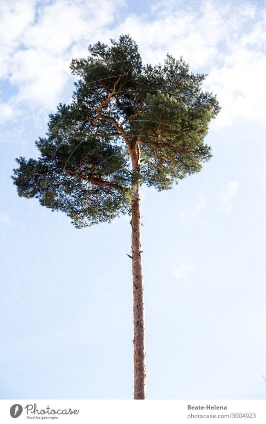 Trees 15 Tree trunk Treetop Sky Branch Tall Giant tree Plant