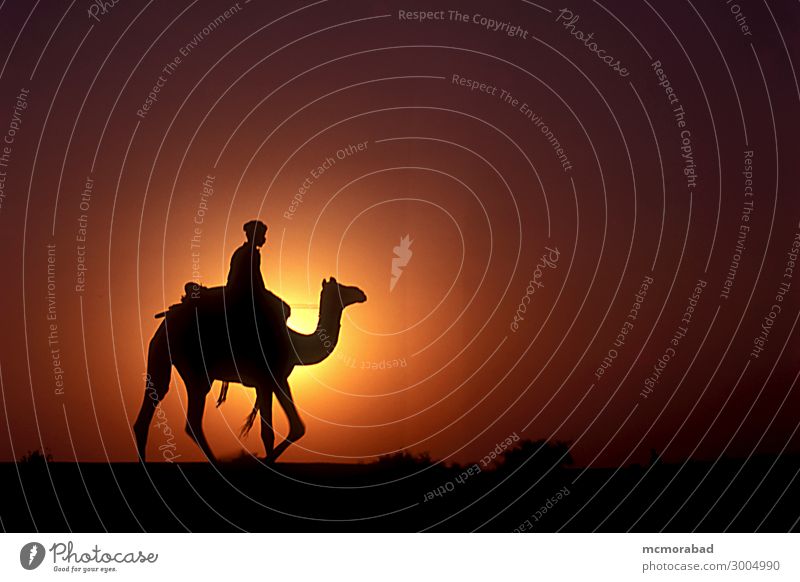Camel Rider at Sunset Animal Sunrise Esthetic Far-off places Yellow Red Black camel setting sun Dusk Nightfall day’s end halo Aura radiance circle of light