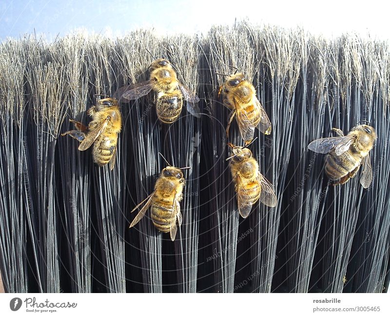 dead bees on broomsticks || || Trash! 2019 Broom Environment Nature Animal Farm animal Bee Group of animals Lie Cleaning Natural Black Orderliness Death