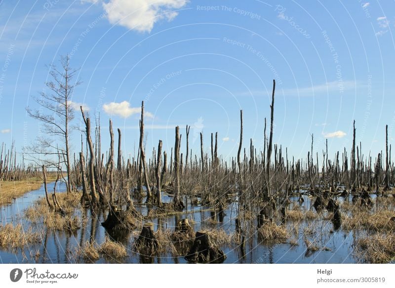 bizarre dead trees in a moor lake in good weather Environment Nature Landscape Plant Water Sky Clouds Spring Beautiful weather Tree Grass Wild plant Bog Marsh