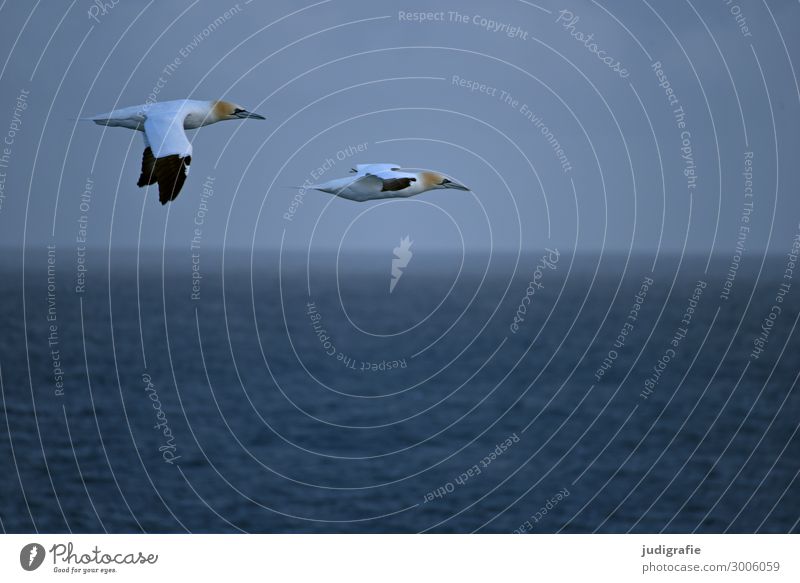 on the way Vacation & Travel Trip Freedom Environment Nature Animal Air Water Climate Ocean Wild animal Bird Northern gannet 2 Flying Natural Blue Colour photo