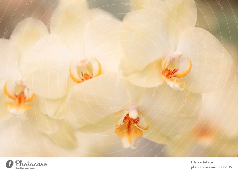 Flowers - Yellow Orchids Exotic Beautiful Wellness Harmonious Relaxation Meditation Spa Wallpaper Birthday Nature Plant Spring Summer Autumn Winter Blossom