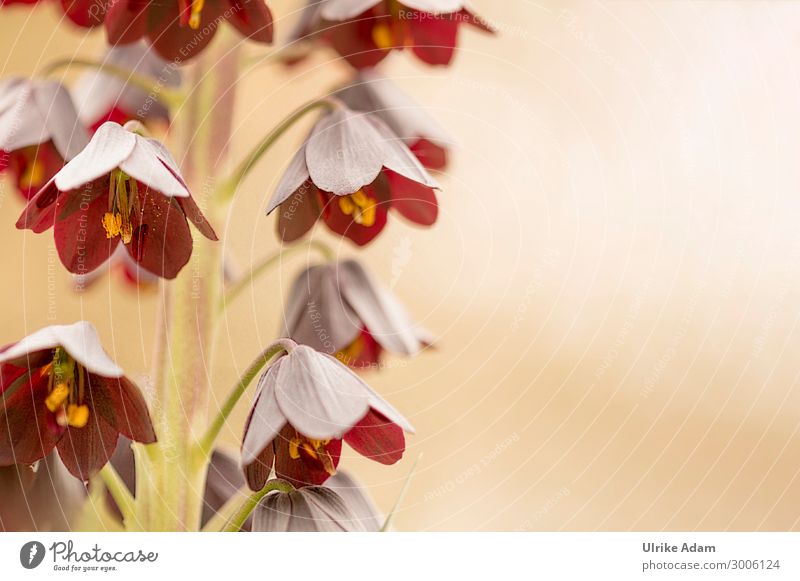 Persian imperial crown ( Fritillaria persica ) Shallow depth of field Sunlight Deserted Macro (Extreme close-up) Detail Close-up Exterior shot Colour photo