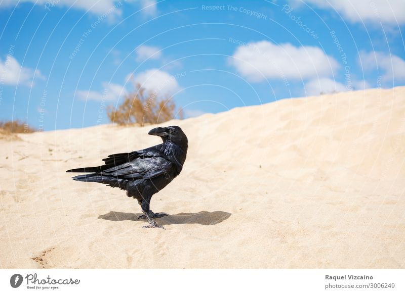 A beautiful black crow perched on the desert sand. Animal Sand Sky Summer Beautiful weather Beach Bird 1 Flying Illuminate Esthetic Hot Wild Blue Black Calm