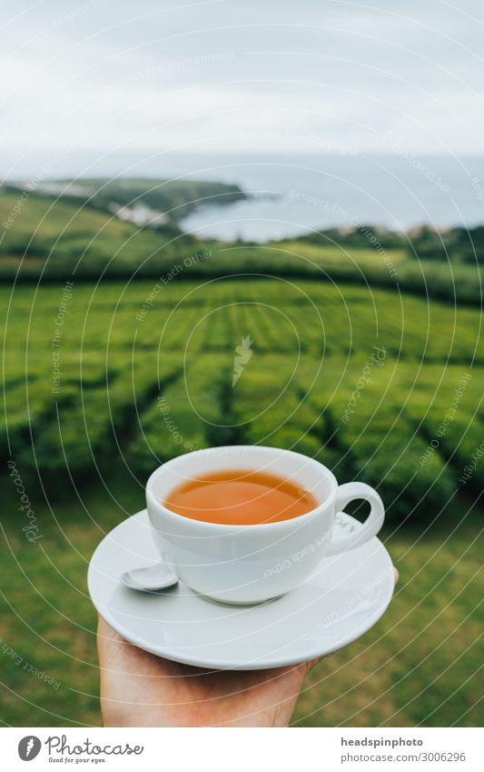 Cup of black tea in front of tea plantation and sea, São Miguel, Azores Beverage Hot drink Landscape Plant Agricultural crop Tea Tea plants Tea plantation