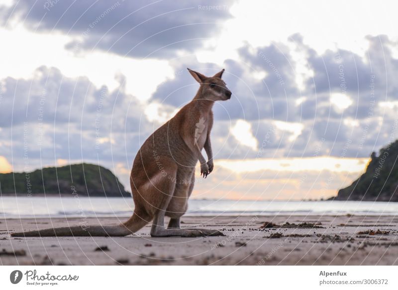 Wanna be a Wallaby Australia Animal Wild animal wallaby Kangaroo Sit Exotic Acceptance Trust Safety (feeling of) Sympathy Friendship Love of animals Adventure