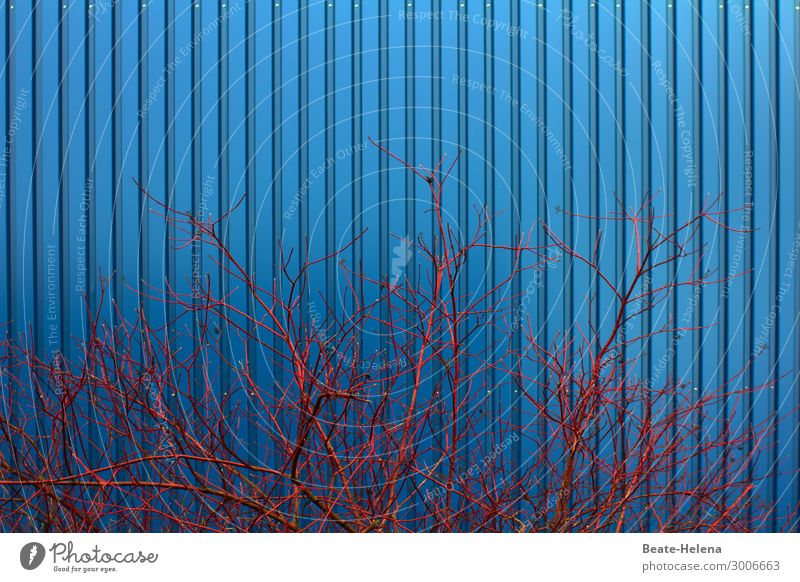 Blue-Red Workplace Industry Environment Nature Bushes Garden Manmade structures Building Architecture Facade Corrugated iron wall Corrugated-iron hut