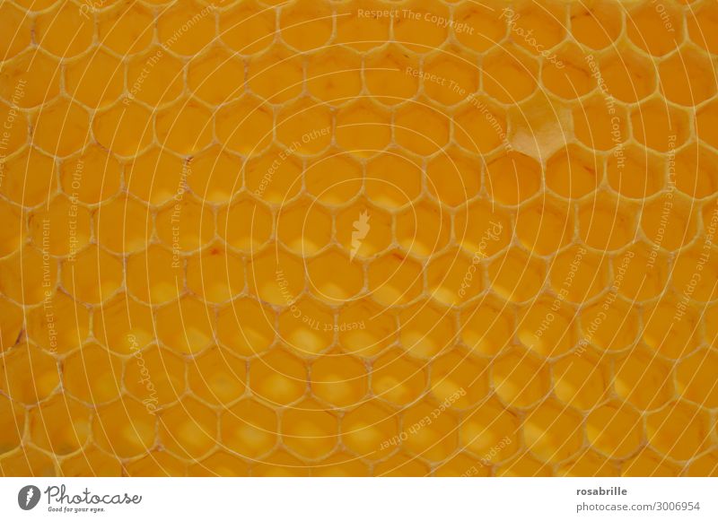 Honeycomb construction with... feel for it. Work and employment Work of art Environment Nature Farm animal Bee Insect Build Sustainability Natural Sweet Yellow
