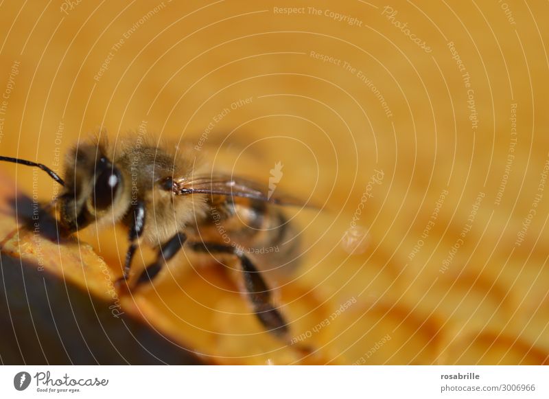 single bee on honeycomb | valuable Work and employment Environment Nature Animal Farm animal Bee 1 Collection Build Walking Small Natural Sweet Brown Yellow