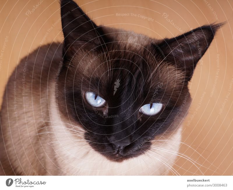 Seal Point Siamese or Thai cat Animal Pet Cat Animal face 1 Sit Domestic cat purebred cat cat breed Siamese cat Thailand seal point blue eyes Colour photo