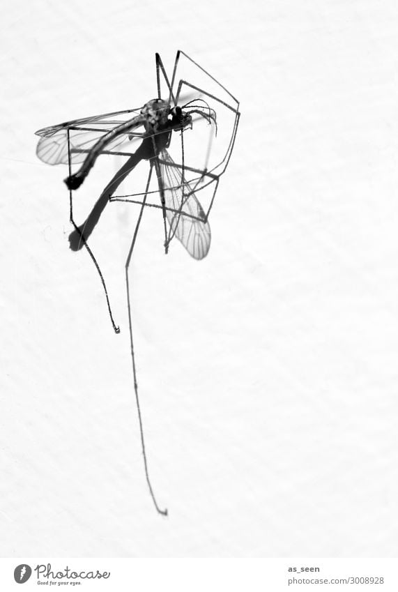 mosquito Environment Nature Animal Summer Dead animal Mosquitos Crane fly 1 Lie Esthetic Authentic Thin Disgust Point Black White Death Aggression Force