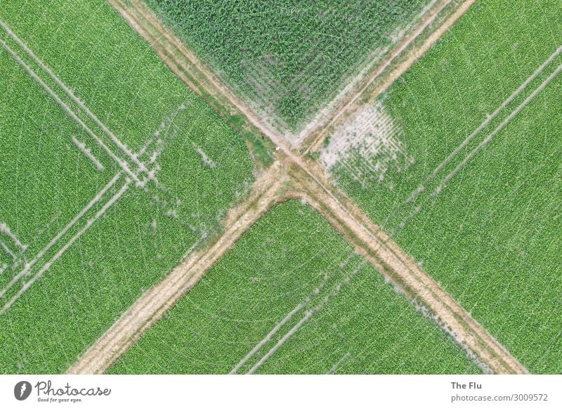 crossroads Summer Agriculture Forestry Environment Nature Landscape Plant Maize Maize field Turnip field Rapes Field Deserted Lanes & trails Road junction