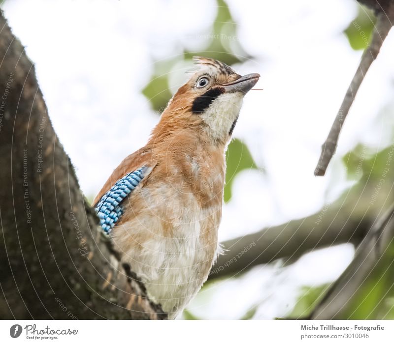 Jay observes the environment Nature Animal Sky Sunlight Tree Leaf Twigs and branches Wild animal Bird Animal face Wing Head Beak Eyes Feather Plumed 1 Observe