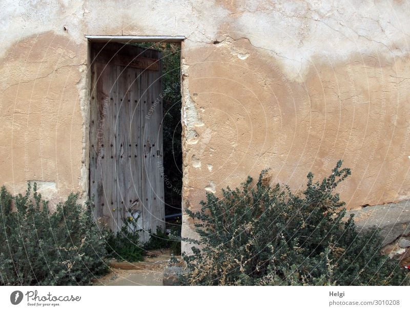 old wall of a building with slightly opened wooden door and plants Plant Beautiful weather Bushes House (Residential Structure) Building Wall (barrier)