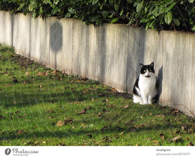 city cat Plant Grass Bushes Foliage plant Town Outskirts Wall (barrier) Wall (building) Animal Pet Cat 1 Communicate Looking Sit Gray Green Black White Emotions
