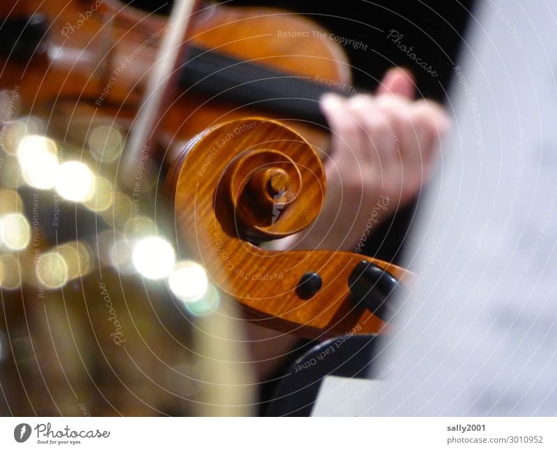 vital | music... Music Orchestra Violin violin violin snail vertebra Playing Make music in common Attachment fiddles play the violin Concert Musical instrument