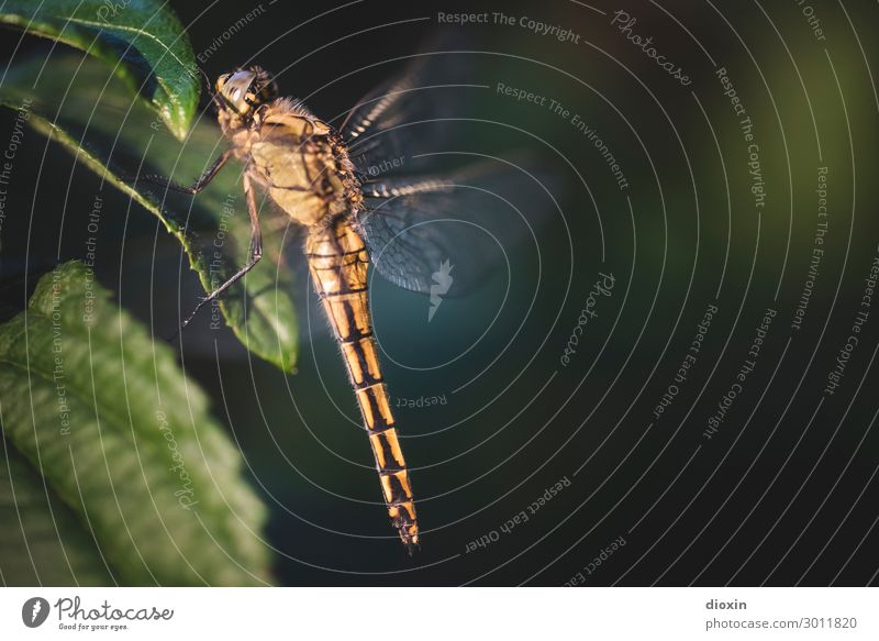 Evening visitor Environment Nature Plant Animal Wild animal Dragonfly Insect 1 Sit Wait Small Delicate Colour photo Exterior shot Close-up
