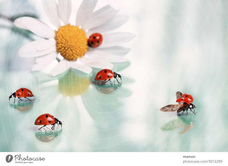 Good luck Happy Feasts & Celebrations Wedding Birthday Baptism Congratulations Blossom Marguerite Beetle Ladybird Group of animals Sign Good luck charm Crawl