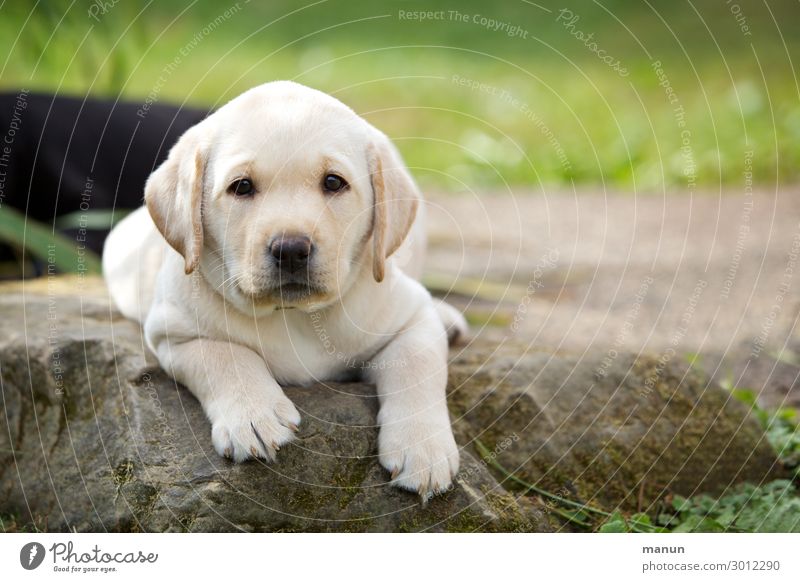 are labs cuddly dogs