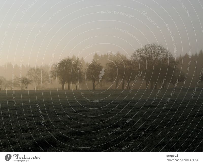early in the morning 2 Morning Fog Agriculture Gray Field Tree Sunrise Dew Mystic