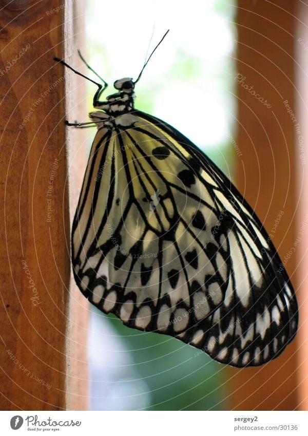 My Butterfly Animal Insect Wood Feeler Vertical Colour Close-up face black-white-yellow Pole Nature Point Eyes