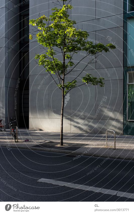 tree and bicycle Summer Beautiful weather Tree House (Residential Structure) Architecture Wall (building) Transport Traffic infrastructure Road traffic