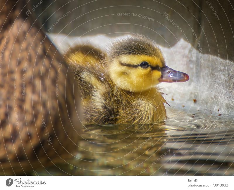Baby Mallard Duckling in Pool with Fluffy Feathers Life Swimming pool Summer Mother Adults Nature Bird Drop Cool (slang) Fresh Uniqueness Small New Cute Soft