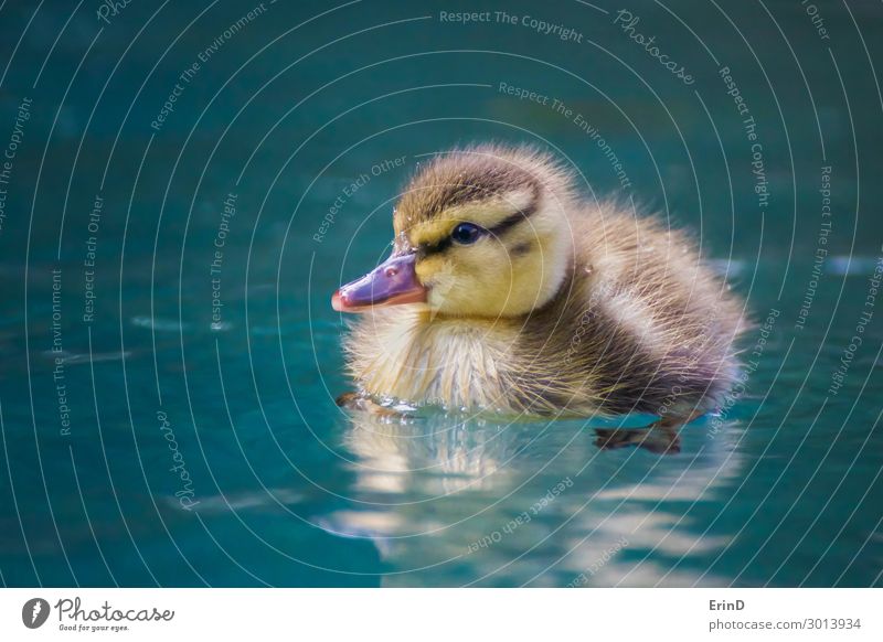 Close up baby Mallard duckling floats in blue pool Life Swimming pool Summer Baby Mother Adults Nature Bird Drop Cool (slang) Fresh Uniqueness Small Wet New