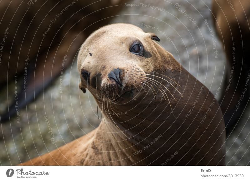 Sea Lion Looks at Camera with Big Brown Eyes and Whiskers Face Sun Ocean Group Environment Nature Animal Rock Coast Fur coat Cool (slang) Fresh Uniqueness Cute