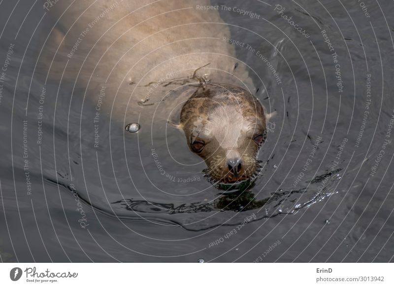 Sea Lion Rising from Ocean in Monterey California Close Up Face Group Environment Nature Animal Coast Fur coat Cool (slang) Fresh Uniqueness Wet Cute Sea lion
