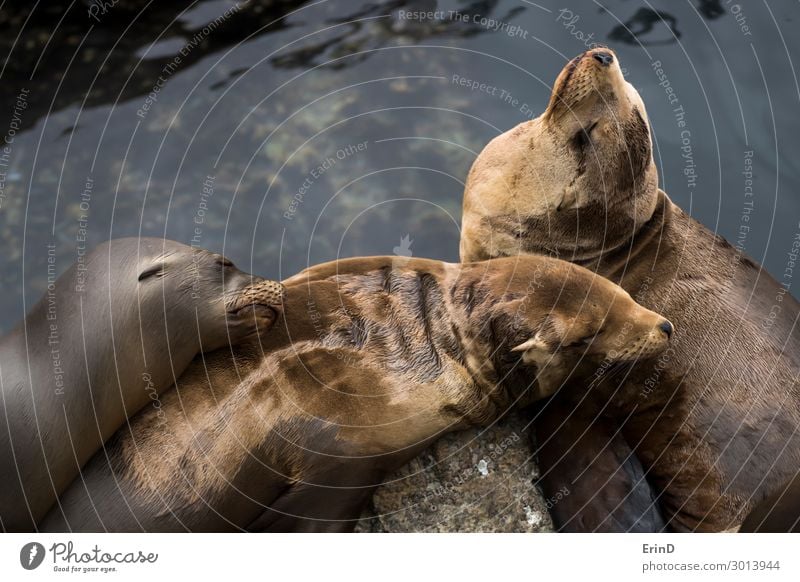 Group of Three Sleeping Sea Lions with Water Face Ocean Family & Relations Friendship Environment Nature Fur coat Cute Wild Sea lion California otariid
