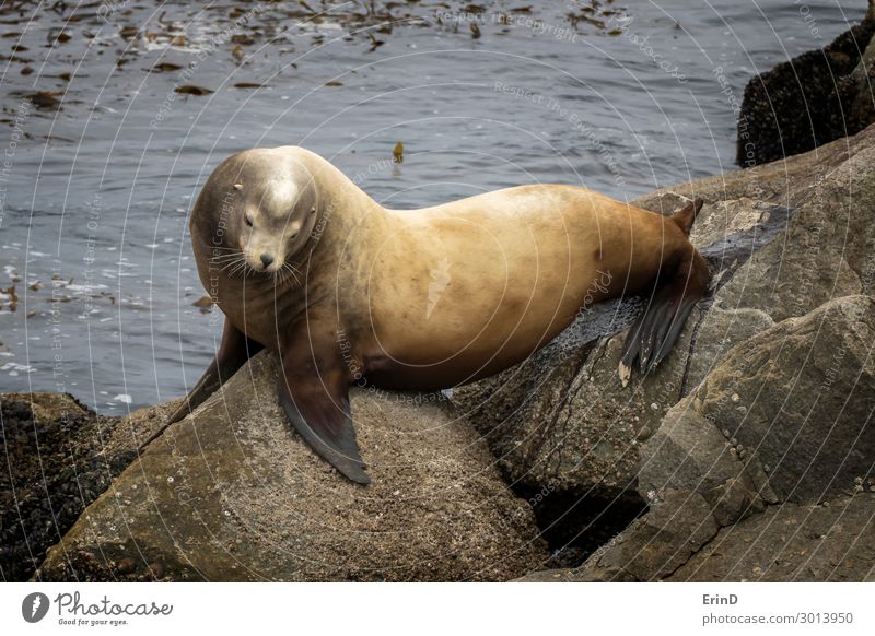 Large Male Sea Lion Urinating on Rock in California Seascape Face Ocean Man Adults Family & Relations Group Environment Nature Animal Fur coat Sleep