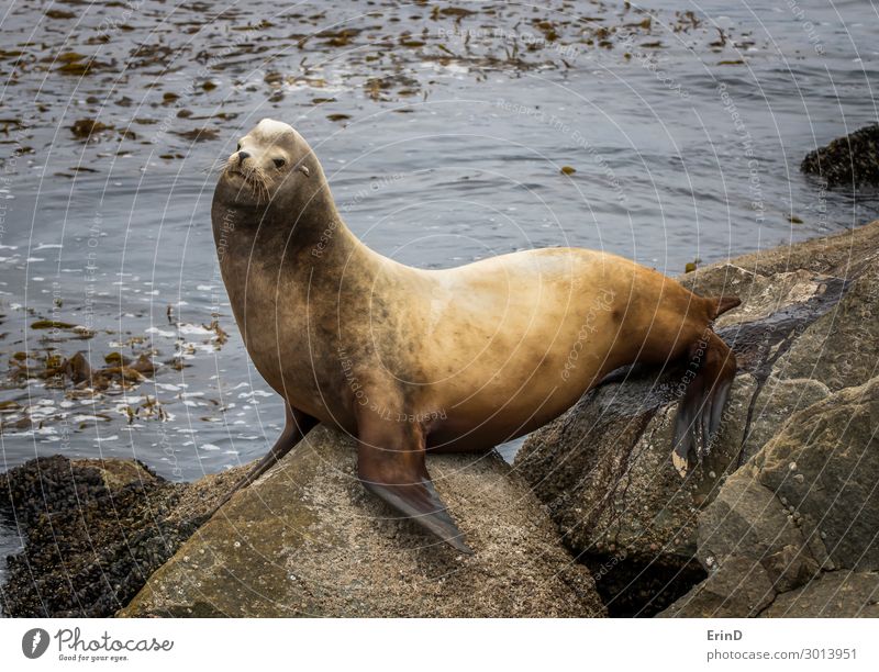 Large Male Sea Lion Urinates on Rock with Ocean Background Face Man Adults Family & Relations Group Environment Nature Animal Fur coat Sleep Cool (slang) Fresh