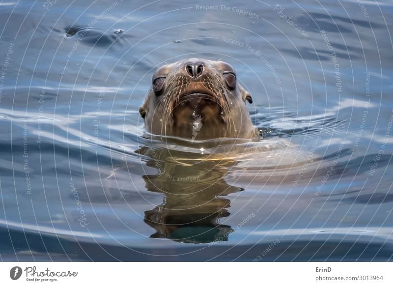Sea Lion Emerges from Ocean with Water Drops on Whiskers Face Sun Group Environment Nature Animal Coast Fur coat Cool (slang) Fresh Uniqueness Cute Sea lion
