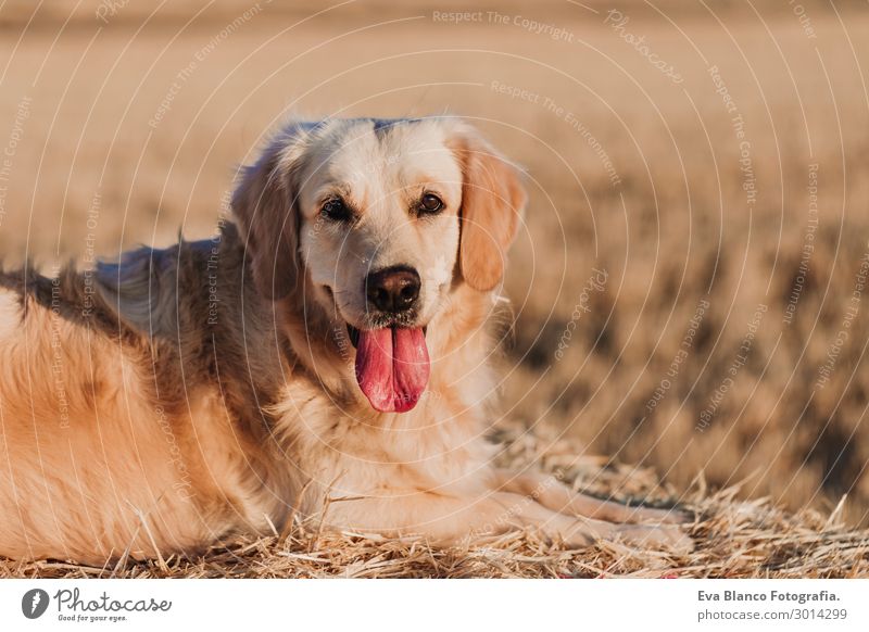 Golden Retriever dog in yellow field at sunset. portrait Lifestyle Happy Beautiful Face Relaxation Summer Nature Animal Flower Meadow Pet Dog Sit Hot Funny