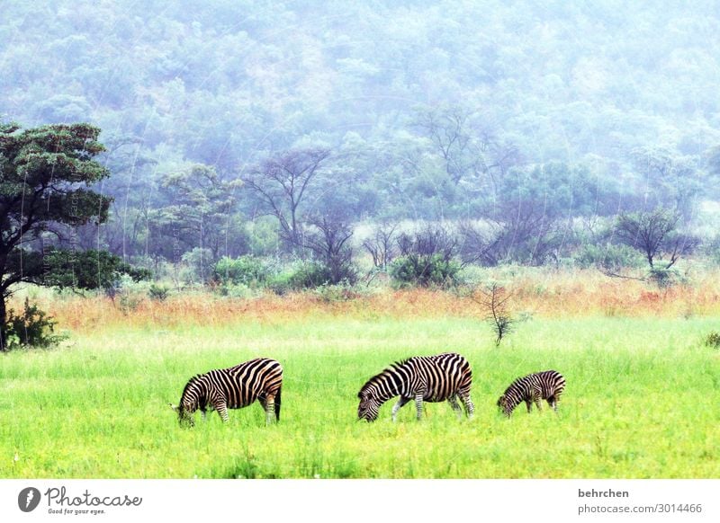 triad | synchronous grazing Love of animals Animal protection Colour photo Deserted Exterior shot Observe Wild Fantastic Wilderness Exotic Impressive especially