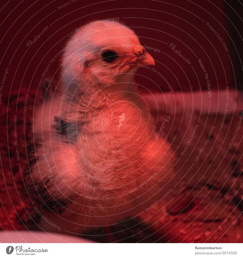 Chick in red light Animal Pet Farm animal Bird Wing 1 Baby animal Growth Cute Barn fowl Chickens Plumed Feather Red light Heat lamp Warmth Livestock breeding