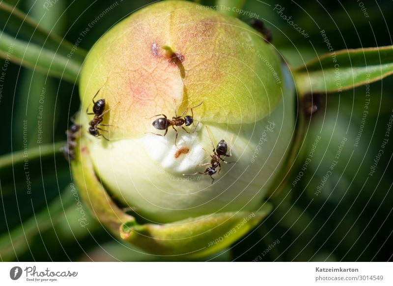 Ants on a flower bud Garden Plant Flower Leaf Blossom Foliage plant Animal Wild animal Insect 4 Group of animals Movement Blossoming To feed Walking Agreed