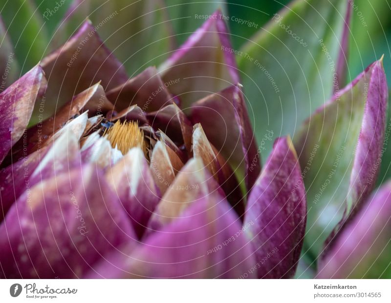 artichoke bud Food Vegetable Nutrition Organic produce Vegetarian diet Vegan diet Nature Plant Summer Flower Blossom Agricultural crop Garden Field Diet