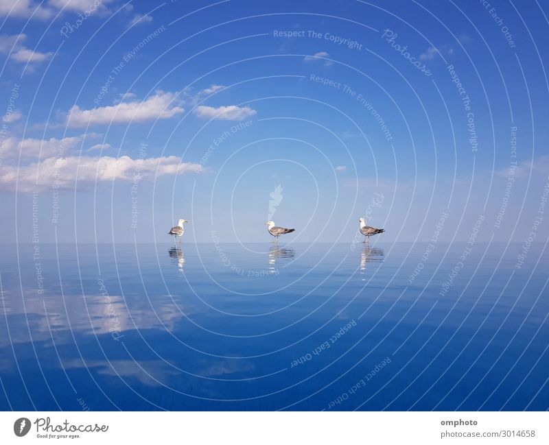 Three seagulls with water reflections standing on the overflow edge of a swimming pool on a blue sky background Beautiful Swimming pool Summer Sun Ocean Nature