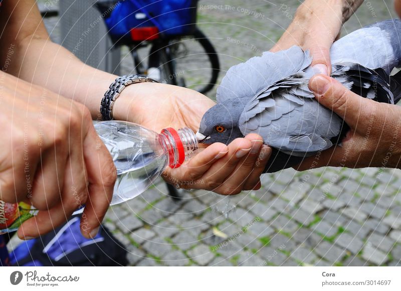 thirsty pigeon is soaked Animal Wild animal Pigeon 1 Bottle Water Feeding Drinking Gray Help Thirst Exhaustion Colour photo Exterior shot Close-up Deserted Day