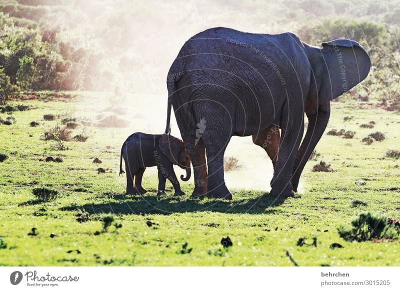 safety and trust| elephant mother with child Observe Wild Fantastic beautifully Intensive Wilderness Sunlight Exotic Impressive especially Wanderlust Contrast