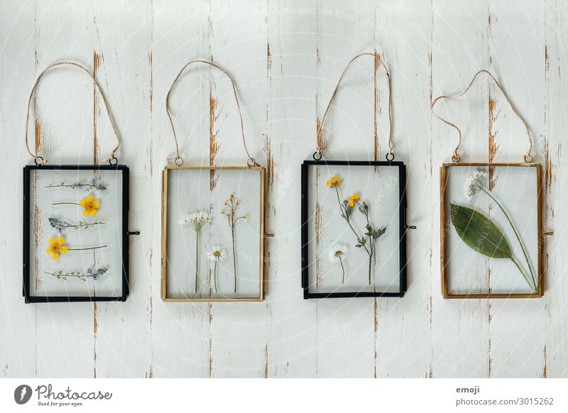 dried flowers in a glass frame Living or residing Interior design Decoration Kitsch Odds and ends Collection Dried Flower Picture frame Inspiration Self-made