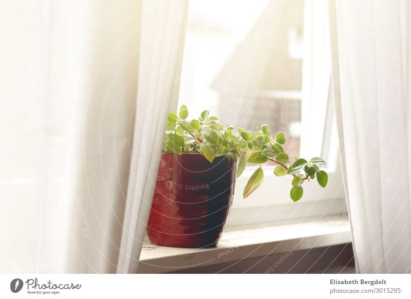 Houseplant with red pot on a windowsill curtains drapes Calm Arrange Flat (apartment) House (Residential Structure) Plant Foliage plant Pot plant Window