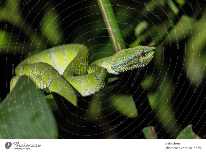 animal love | with a teeny tiny risk Nature Animal protection Environmental protection reptiles Reptiles Animal portrait blurriness Contrast Light Deserted