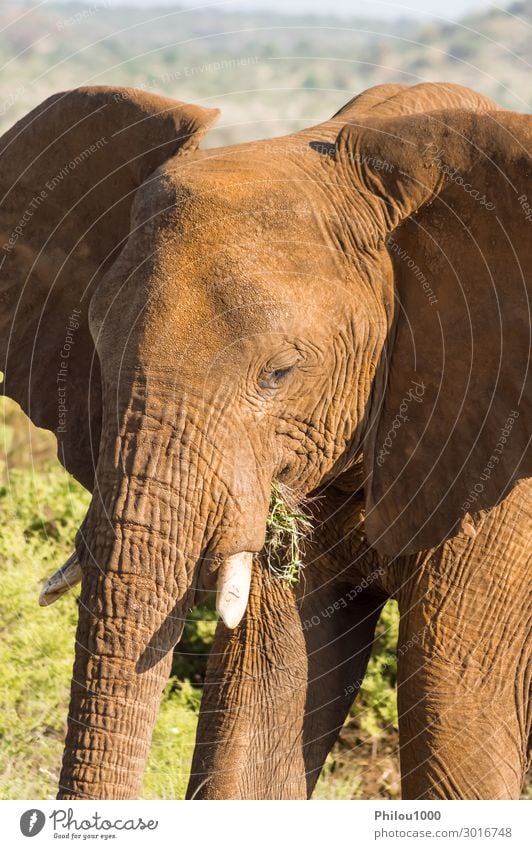 An old elephant in the savannah of Samburu Park Playing Vacation & Travel Safari Nature Animal Large Wild Africa Kenya african Battle Behavior big Elephant