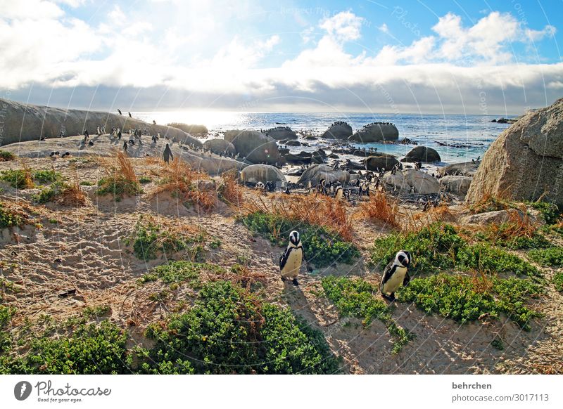 *1300 penguins:) Vacation & Travel Tourism Trip Adventure Far-off places Freedom Nature Landscape Sky Clouds Rock Waves Coast Beach Bay Ocean Wild animal Bird