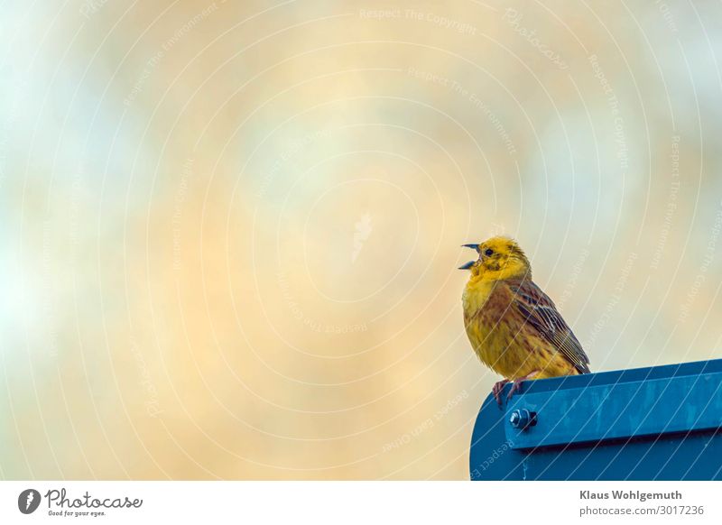 Yellowhammer sings on a traffic sign and announces the "latest news" Road sign Animal Wild animal Bird Grand piano Claw 1 Sit Blue Brown Gold Feather