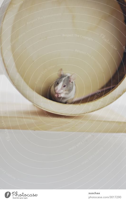 mouse in wooden wheel Mouse Pet Rodent small mammal Animal 1 Neutral Background Small Caution Wary Fear Disgust Animalistic Funny Cute Ear eyeballs Diminutive
